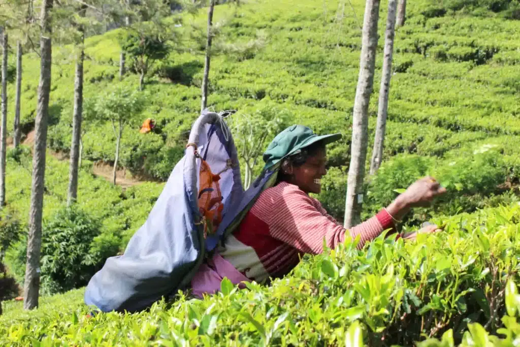 Cueilleuses de thé à Nuwara Eliya
