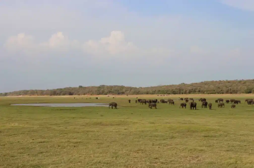 Les éléphants du parc de Kaudulla