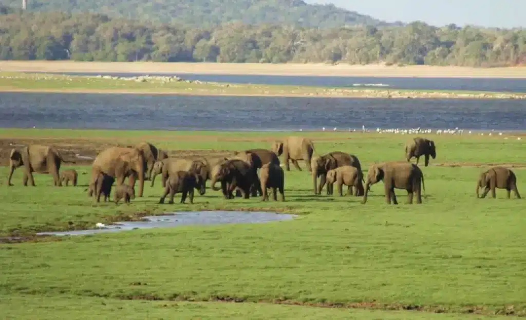 Faire un safari à Kaudulla et observer des éléphants