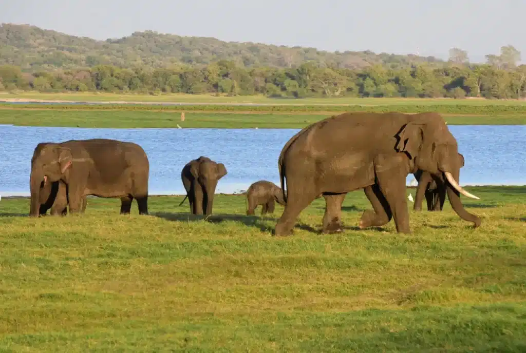 Les éléphants de Kaudulla au Sri Lanka