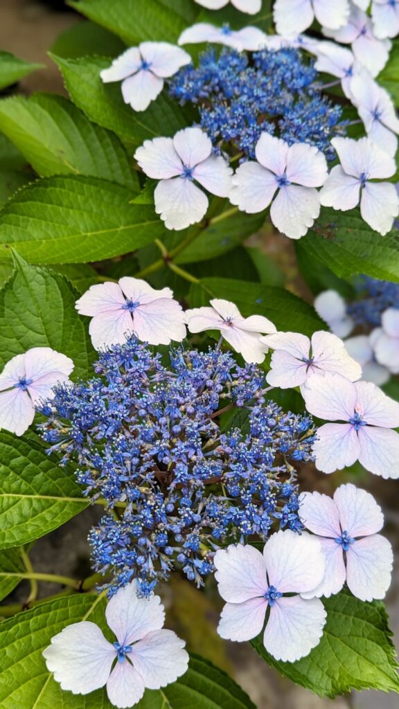 Les fleurs des jardins de Kyoto