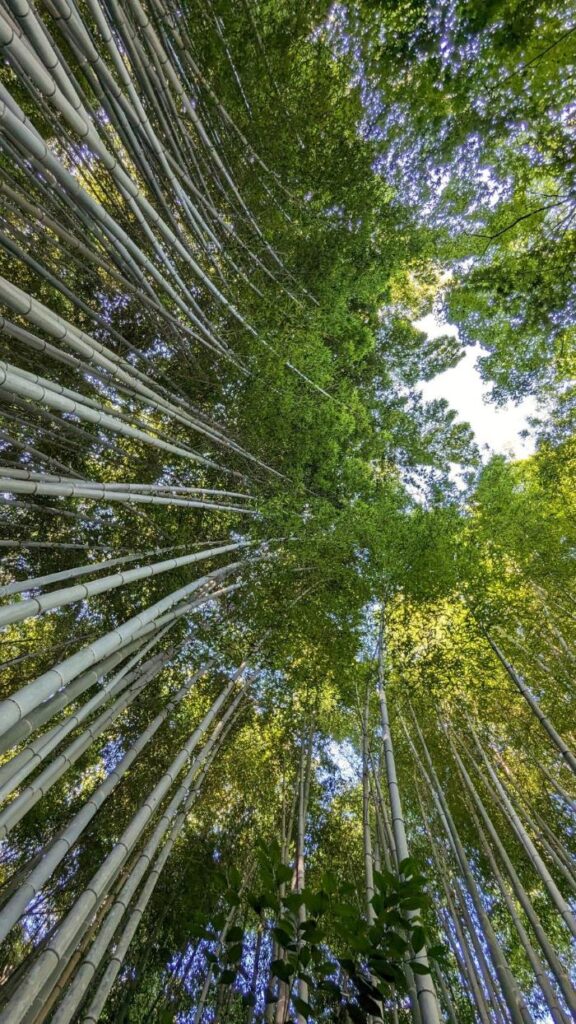 La bambou forest de Kyoto