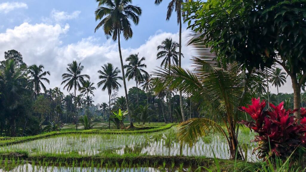 La nature sur l'île de Java