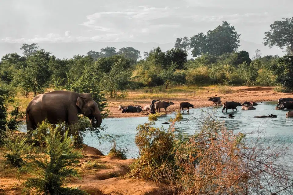 Elephants Udawalawe