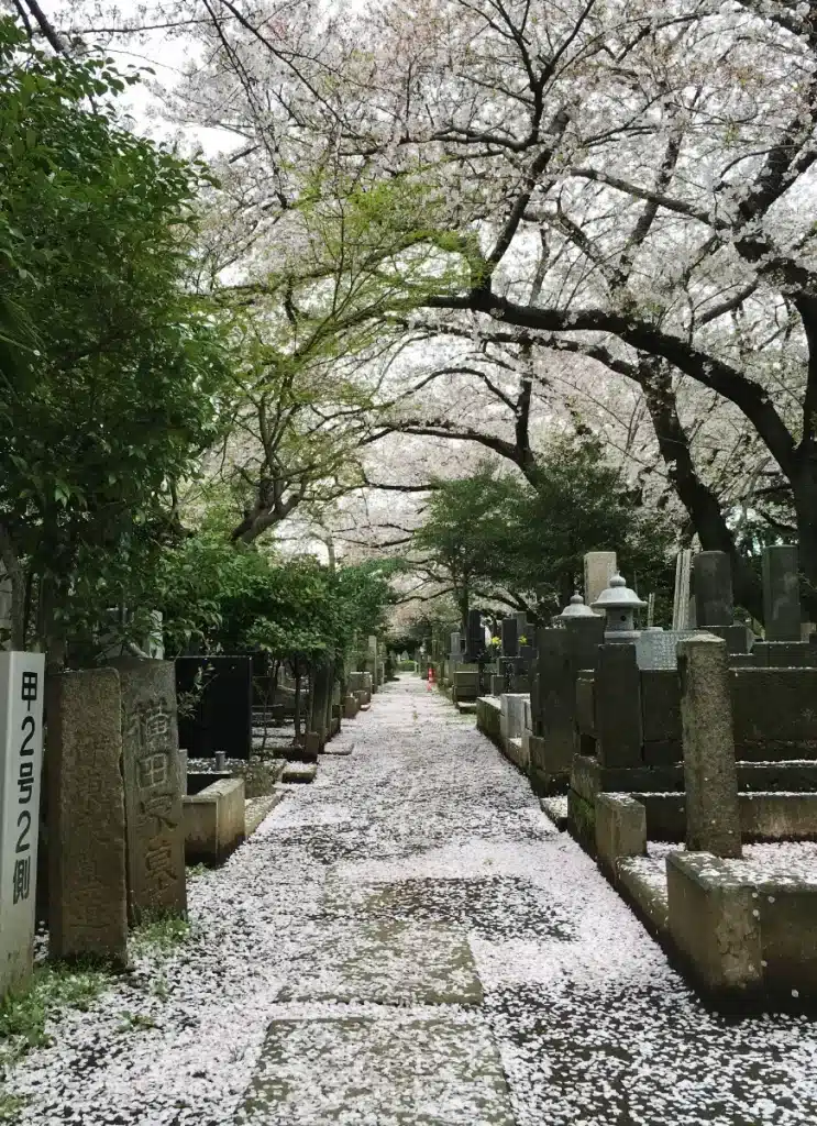 Les cimetières et les cerisiers en fleurs, un incontournable à Tokyo