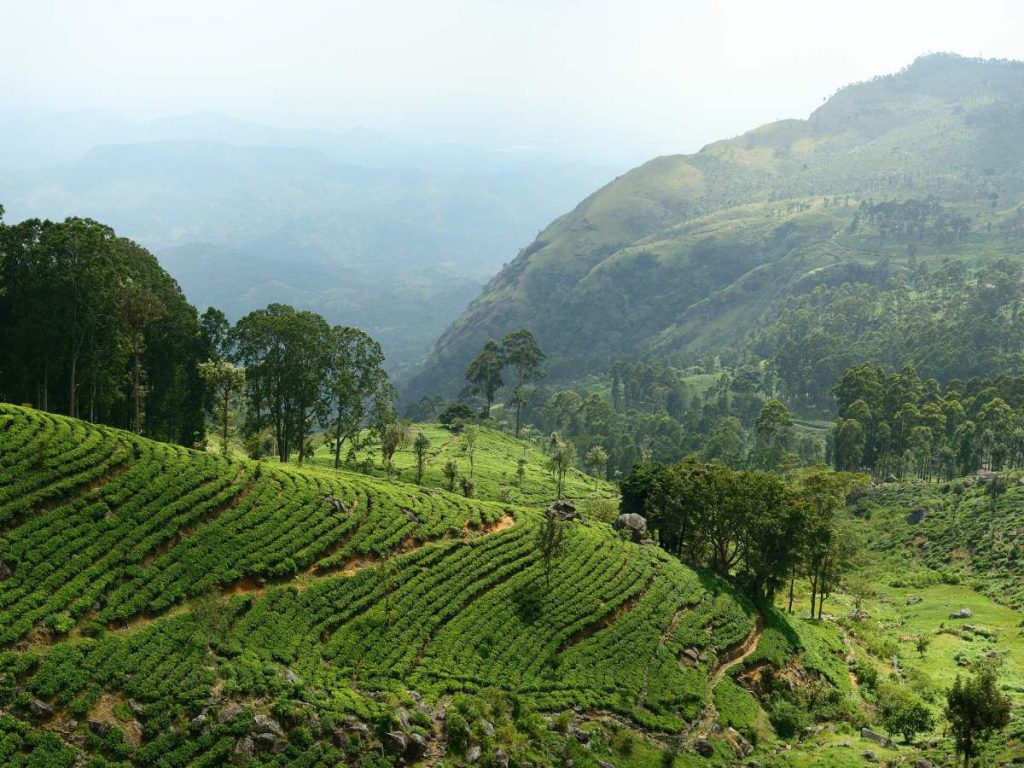 Plantations de thé à Ella au Sri Lanka