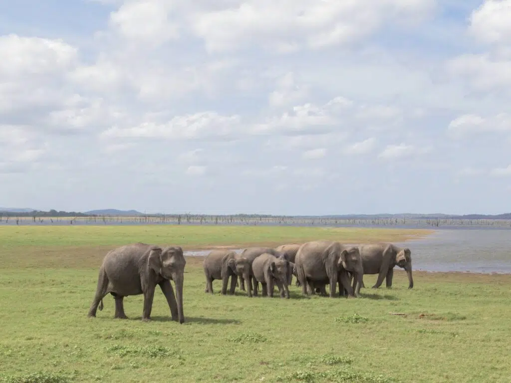 Eléphants à Kaudulla