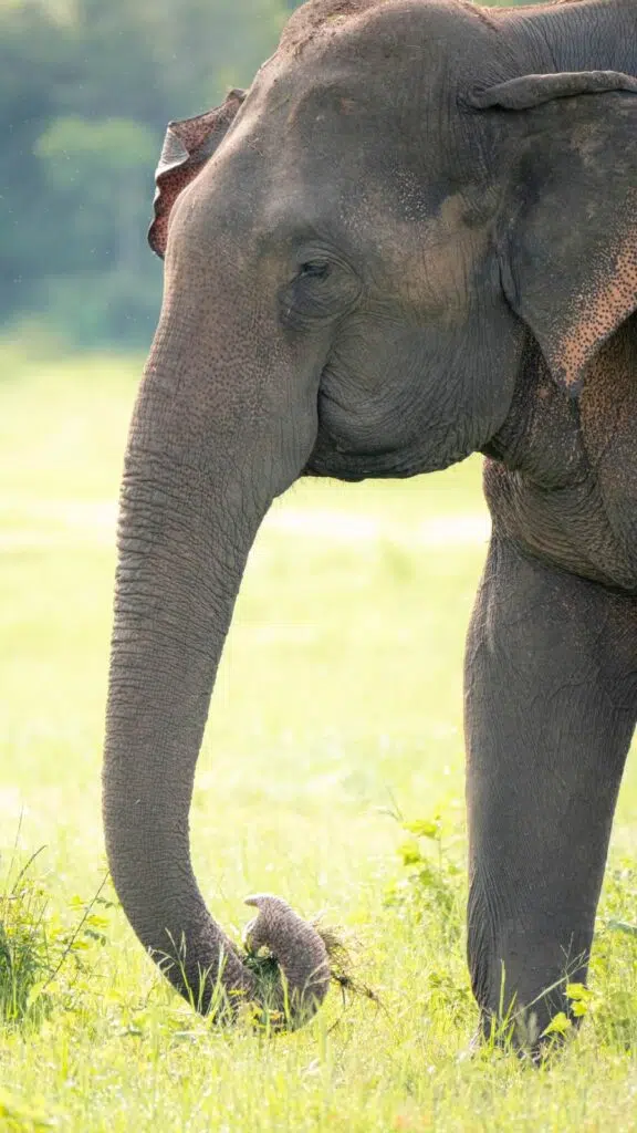 Faire un safari à Kaudulla