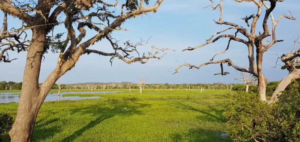 paysages du safari de yala