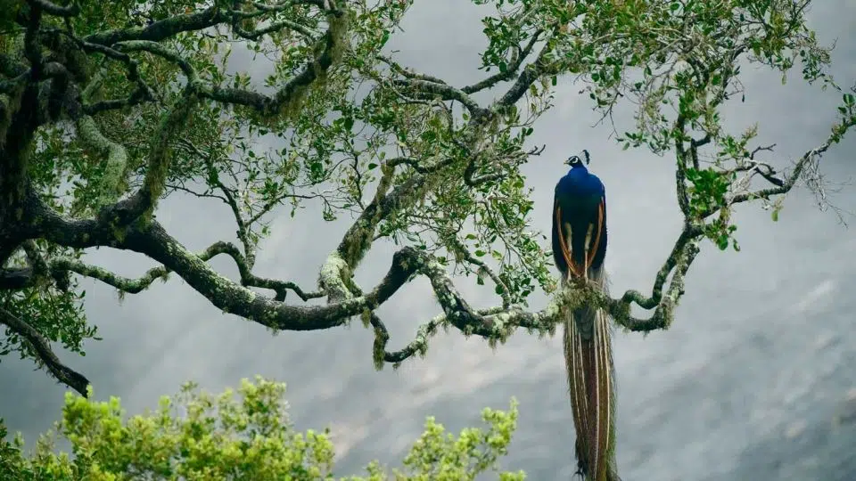 safari a Yala