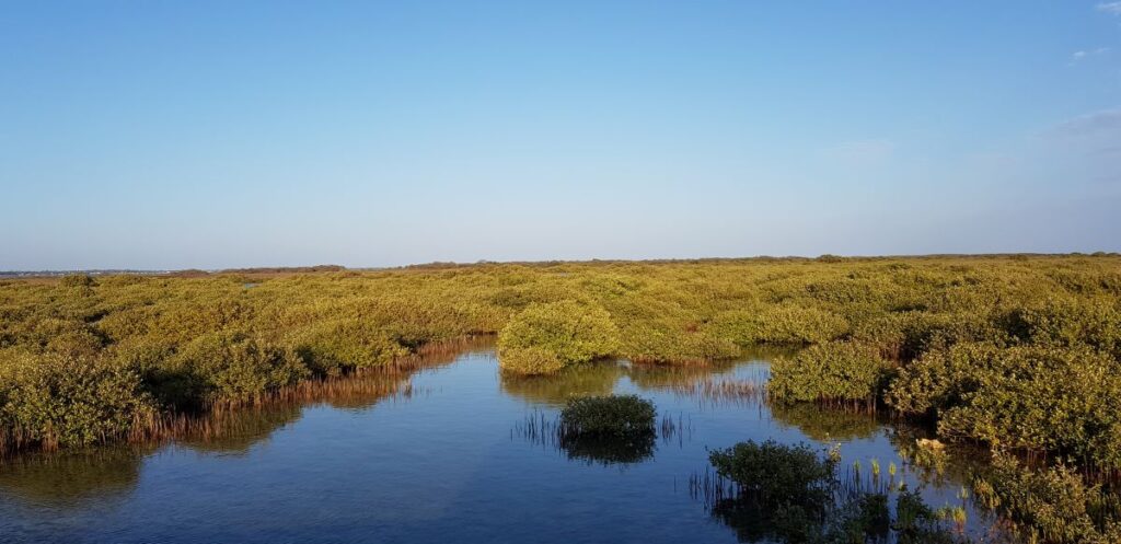 Les marécages de Jaffna au nord du Sri Lanka