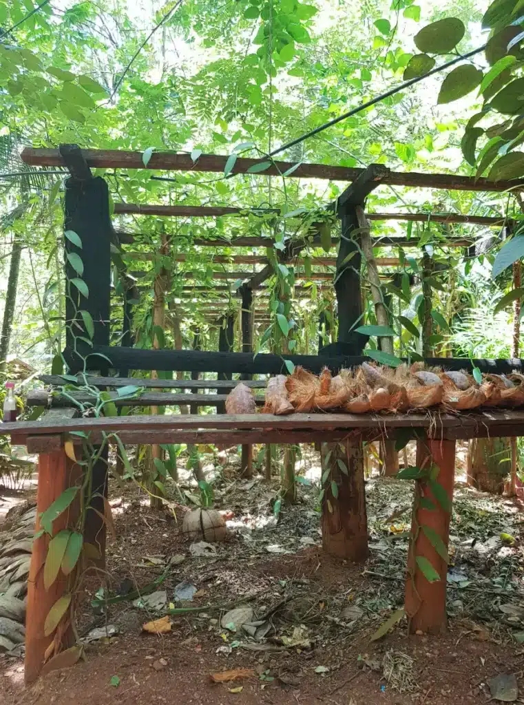 Jardins d'épices au Sri Lanka