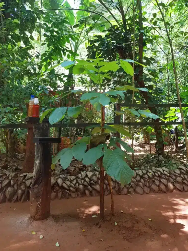 Les épices au Sri Lanka