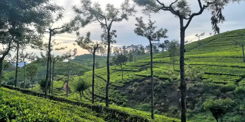Plantations de thé à Haputale