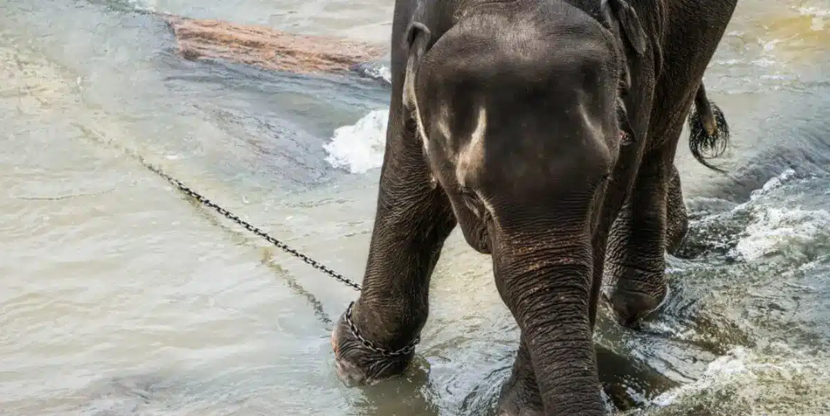 Pinnawala l'orphelinat des éléphants au Sri Lanka