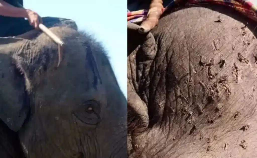 Conséquences de promenades à dos d'éléphants