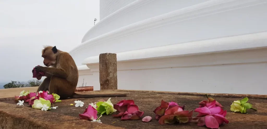 Un singe mangeant les offrandes