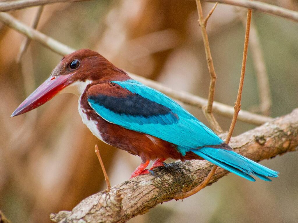 Un martin pêcheur observé dans le parc de Wilpattu