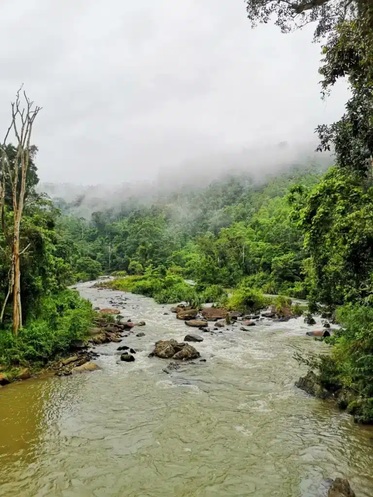 L a forêt de Sinharaja