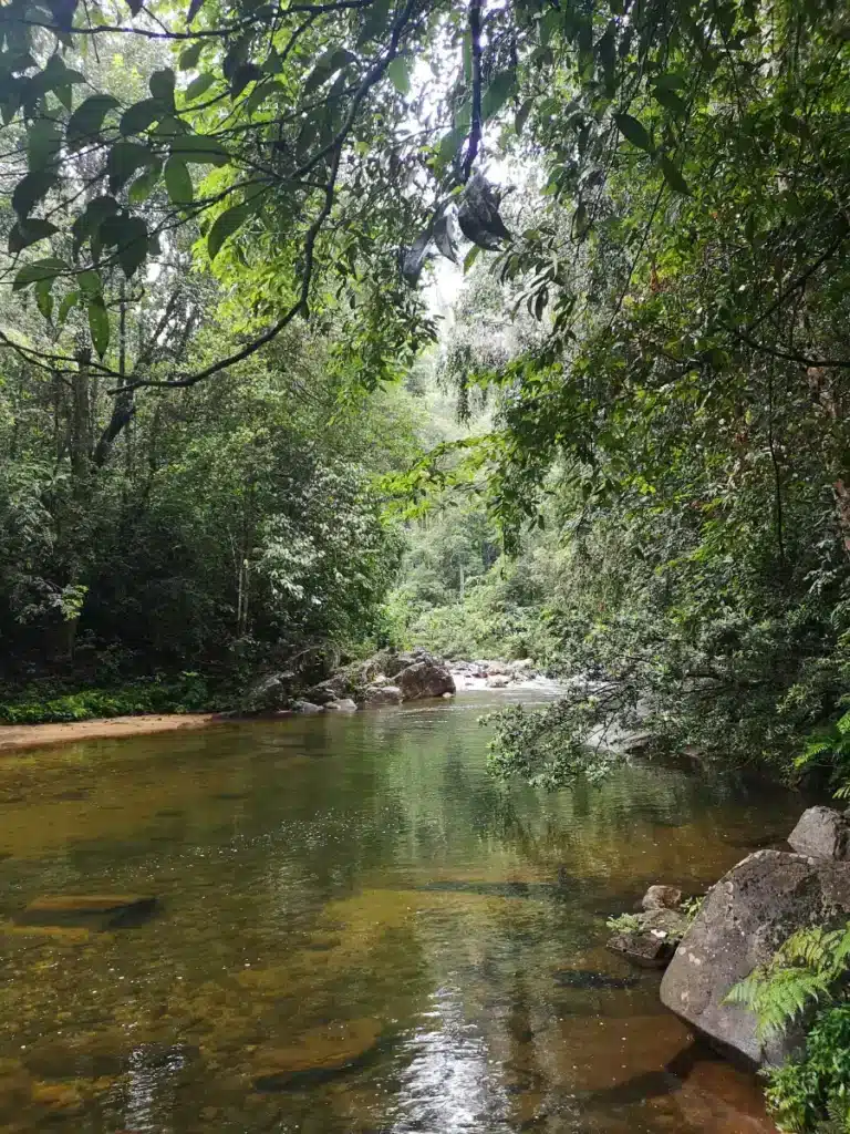 Les paysages de la forêt