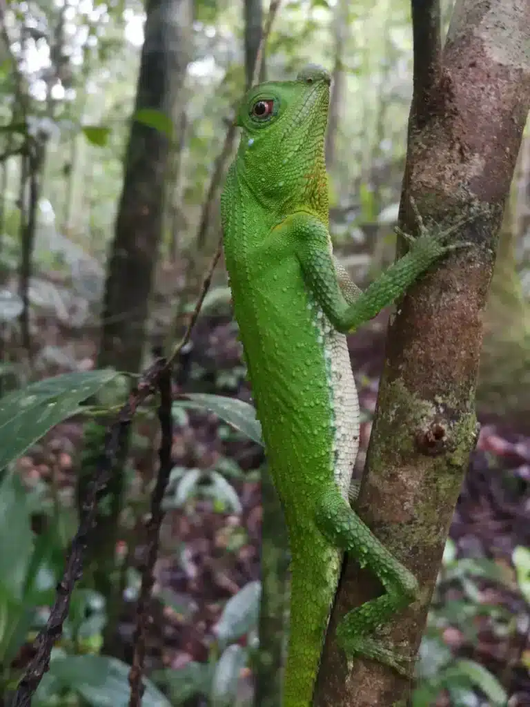 Un habitant de la forêt