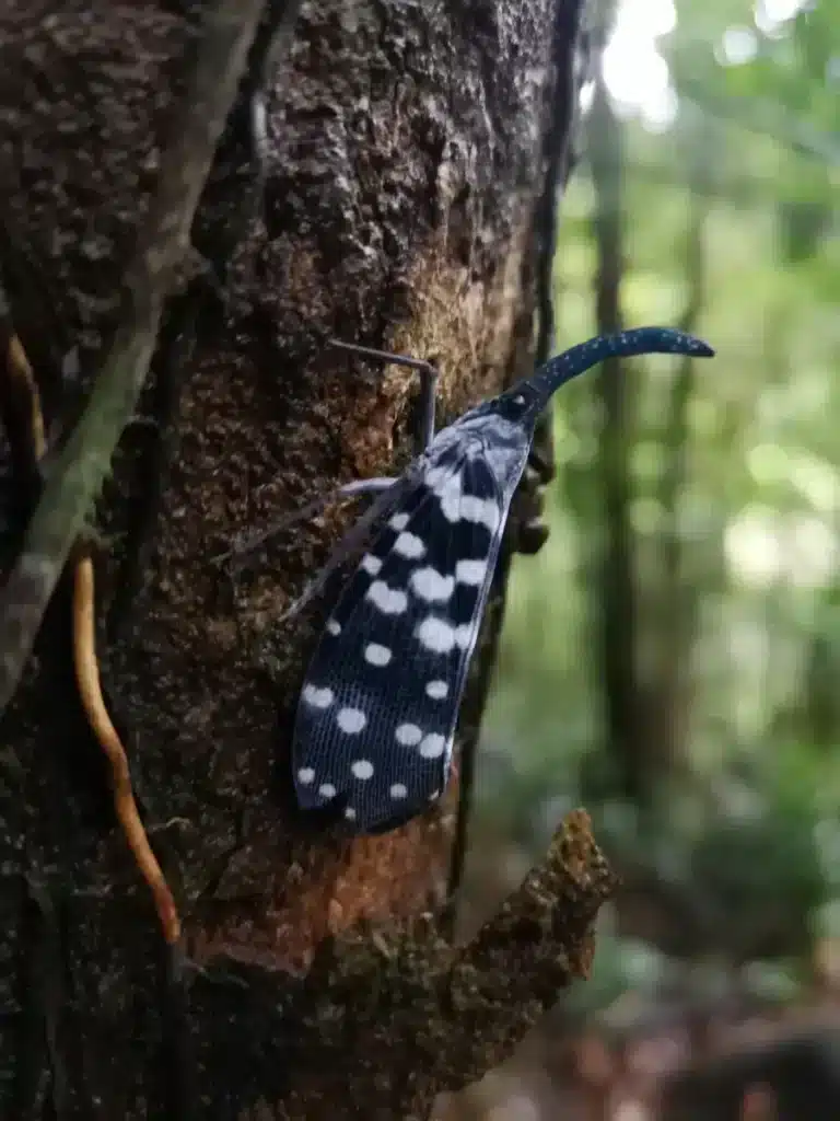 Un habitant de la forêt