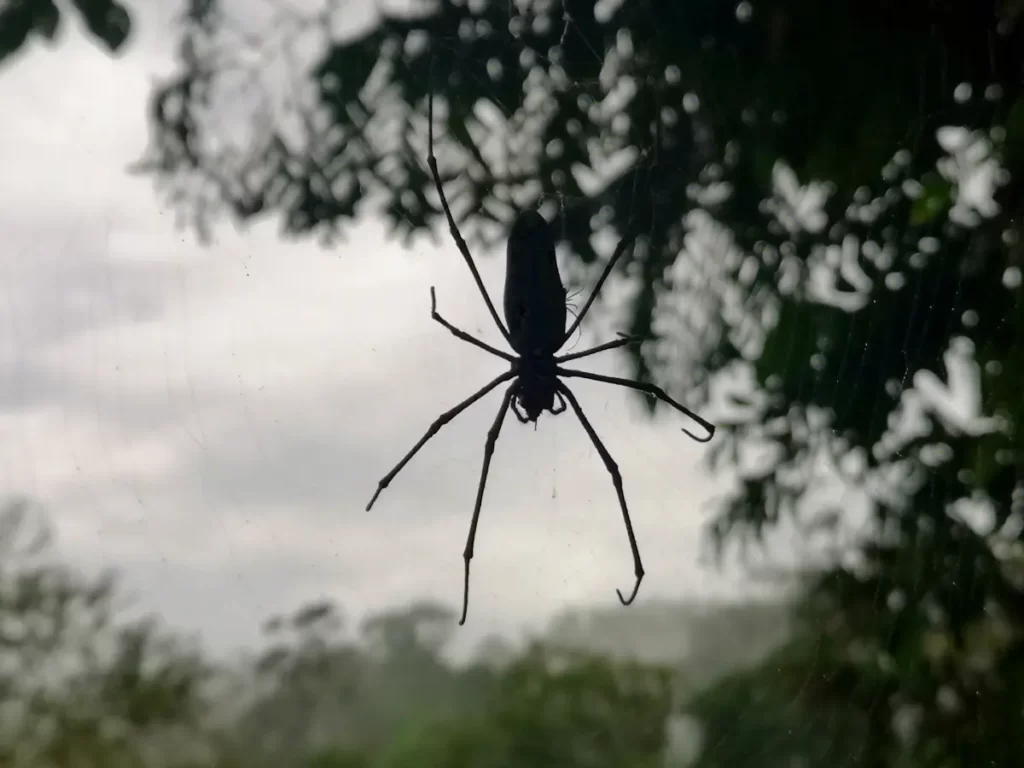 Une araignée à Sinharaja