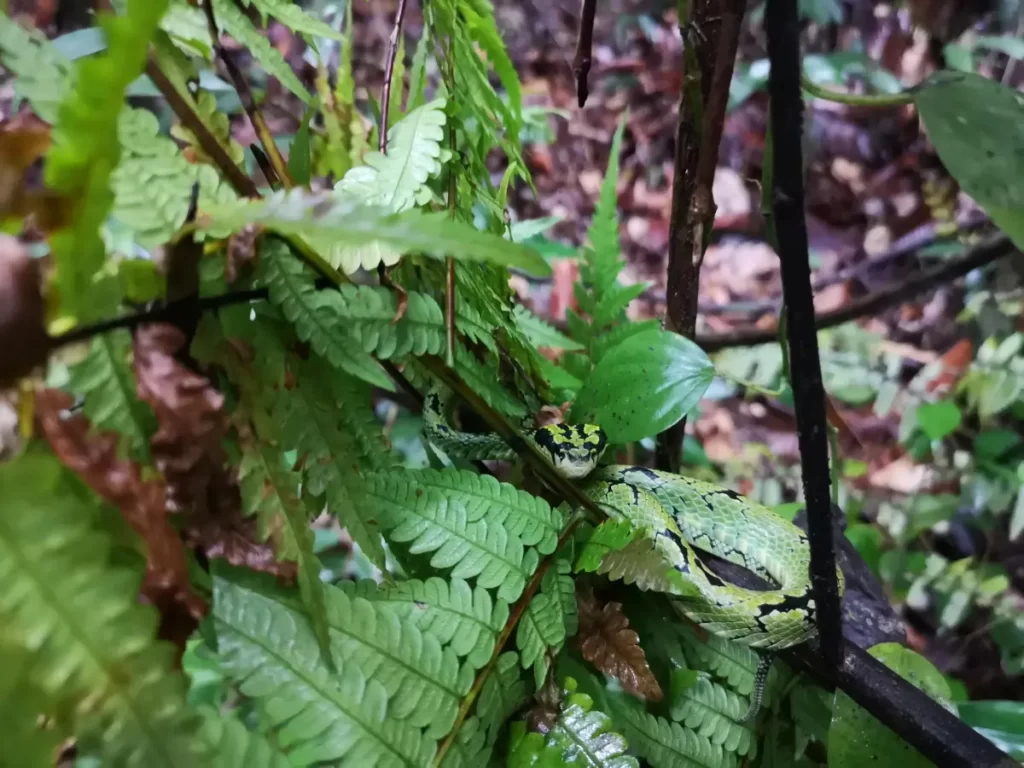 La vie sauvage dans la forêt