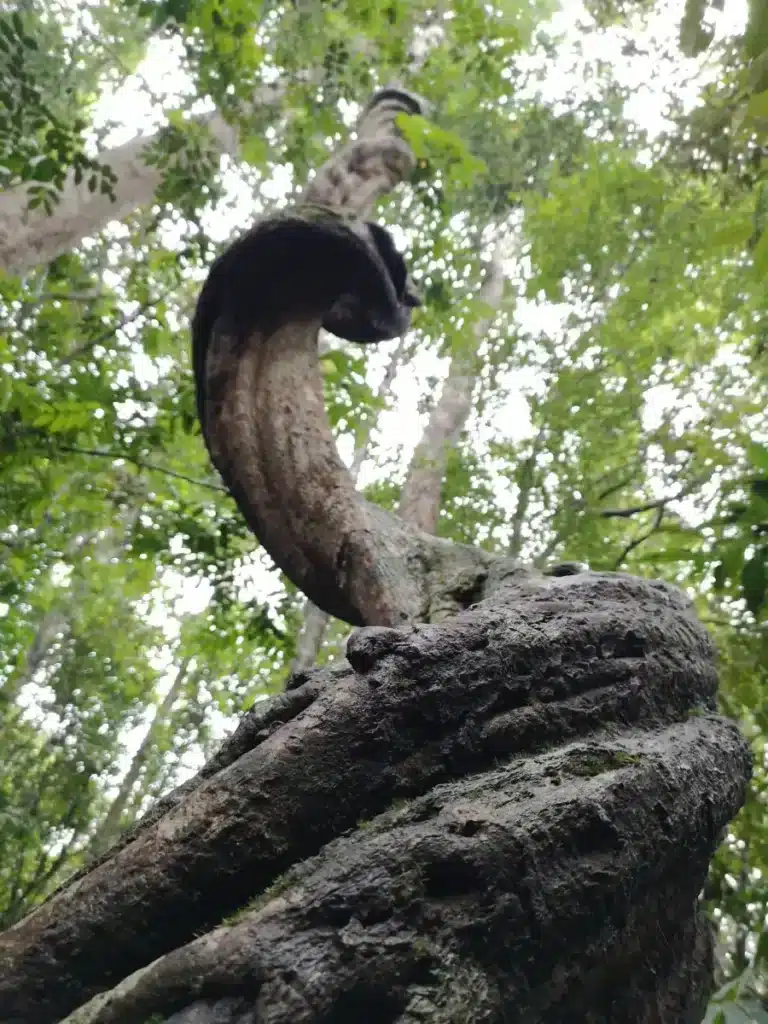 La réserve forestière au Sri Lanka
