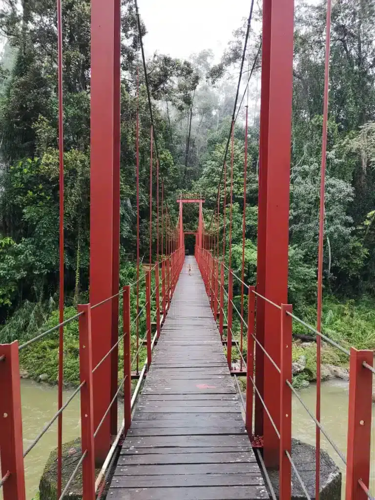 Un pont dans la réserve