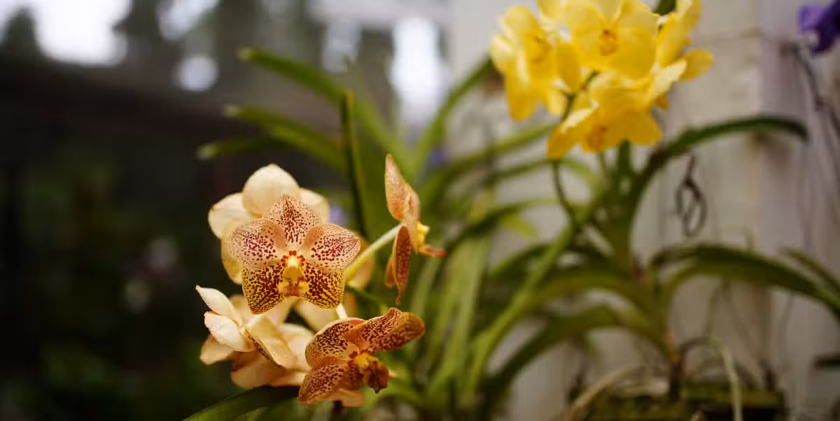 Des orchidées au jardin botanique