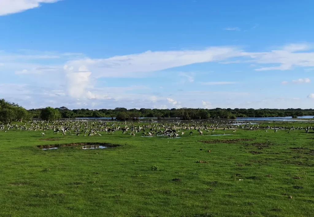 Le safari de Kumana au Sri Lanka