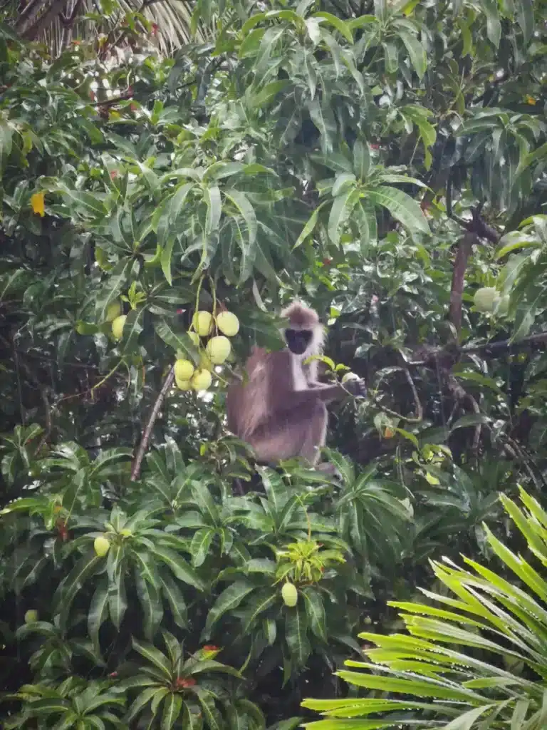 Un singe dans le parc de Kumana au Sri Lanka