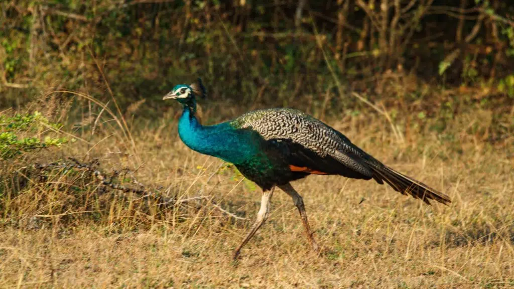 Safari au Sri Lanka