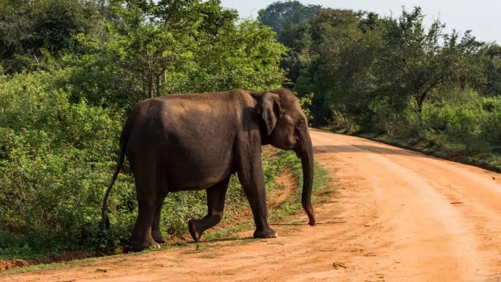 Faire un safari à Kumana