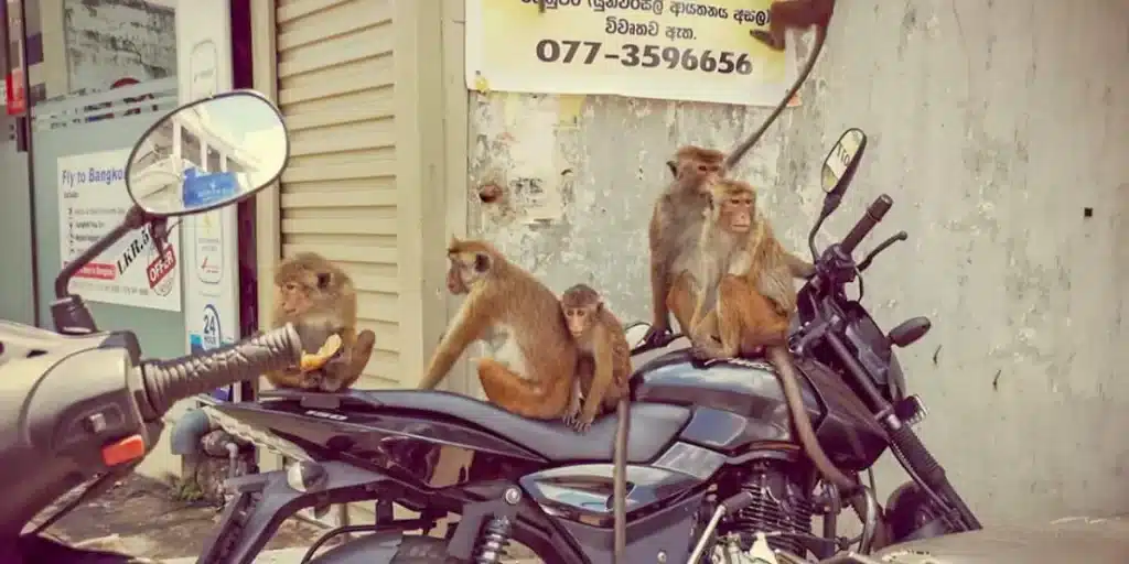 Les animaux du Sri Lanka