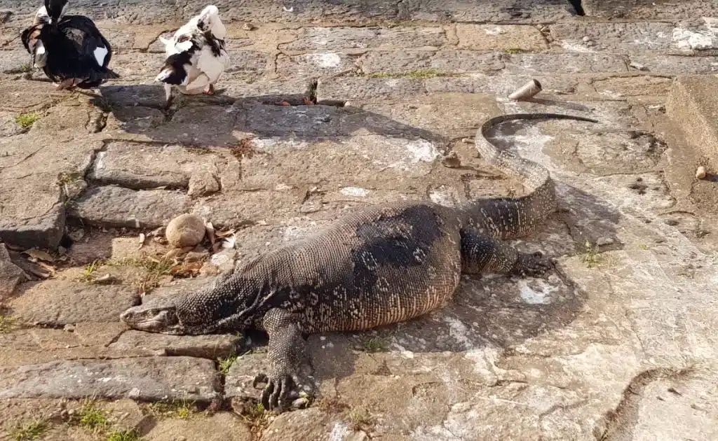 Le varan du lac de Kandy au Sri Lanka
