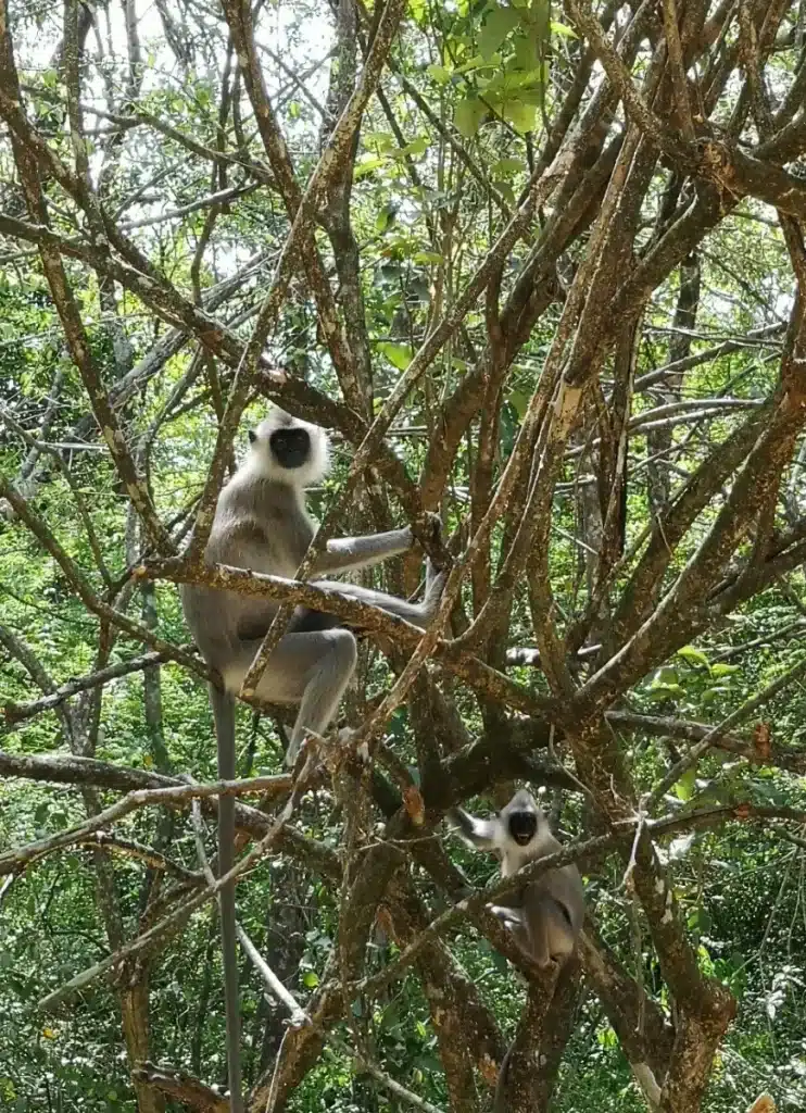 Les singes grey langure au Sri Lanka