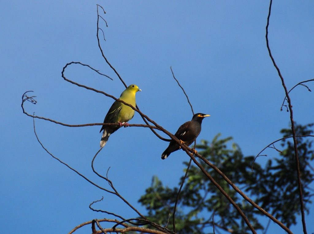 Observer les oiseaux au Sri Lanka