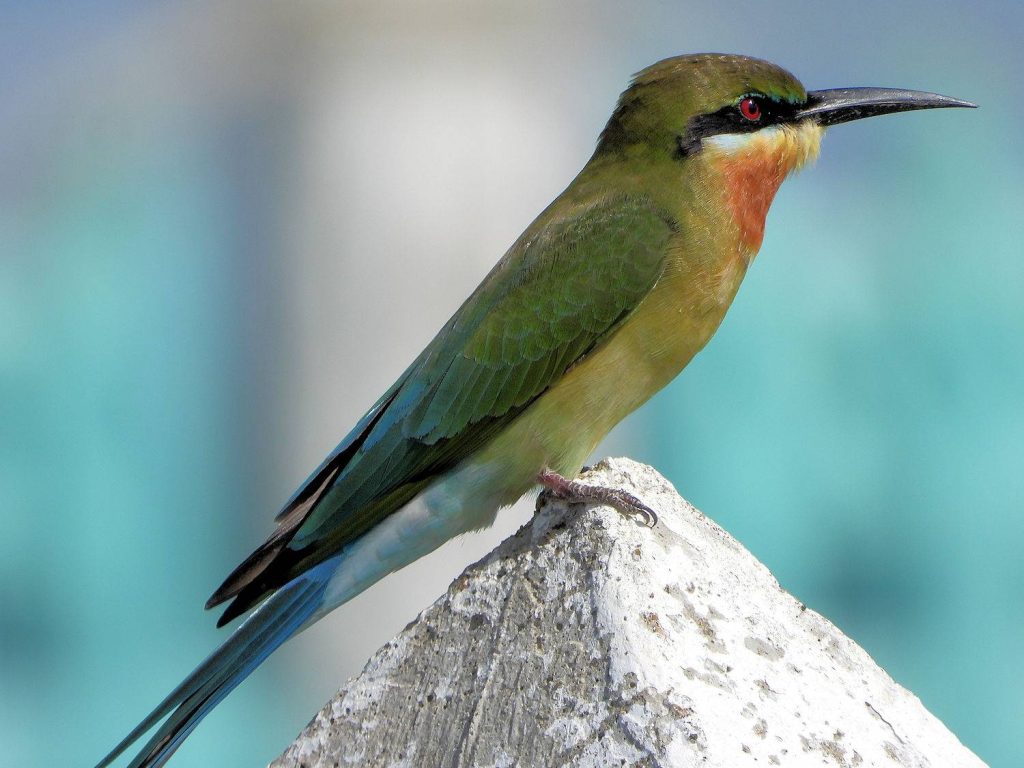 Les oiseaux au Sri Lanka
