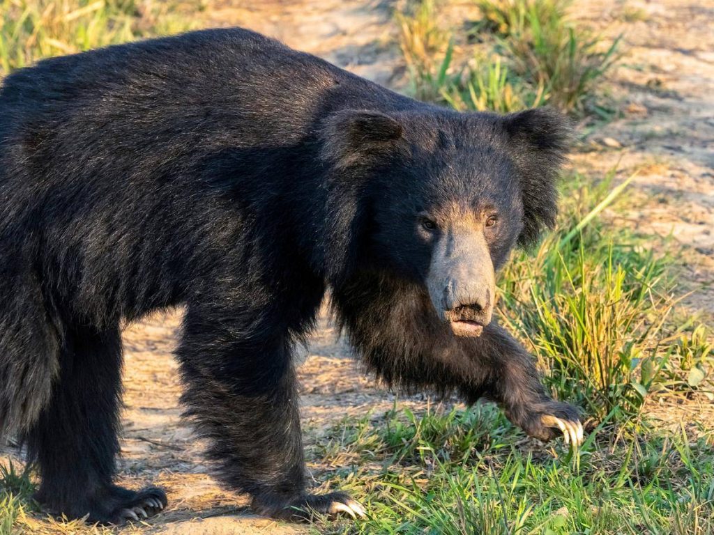 Ours lippu au Sri Lanka