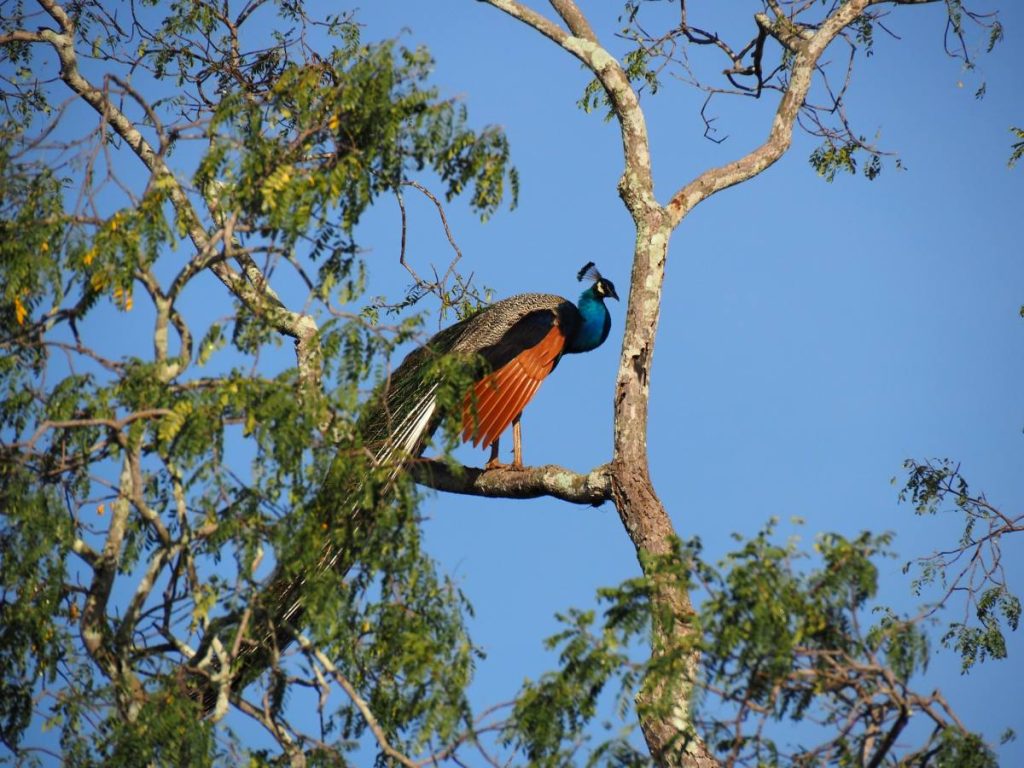 Paon au Sri Lanka