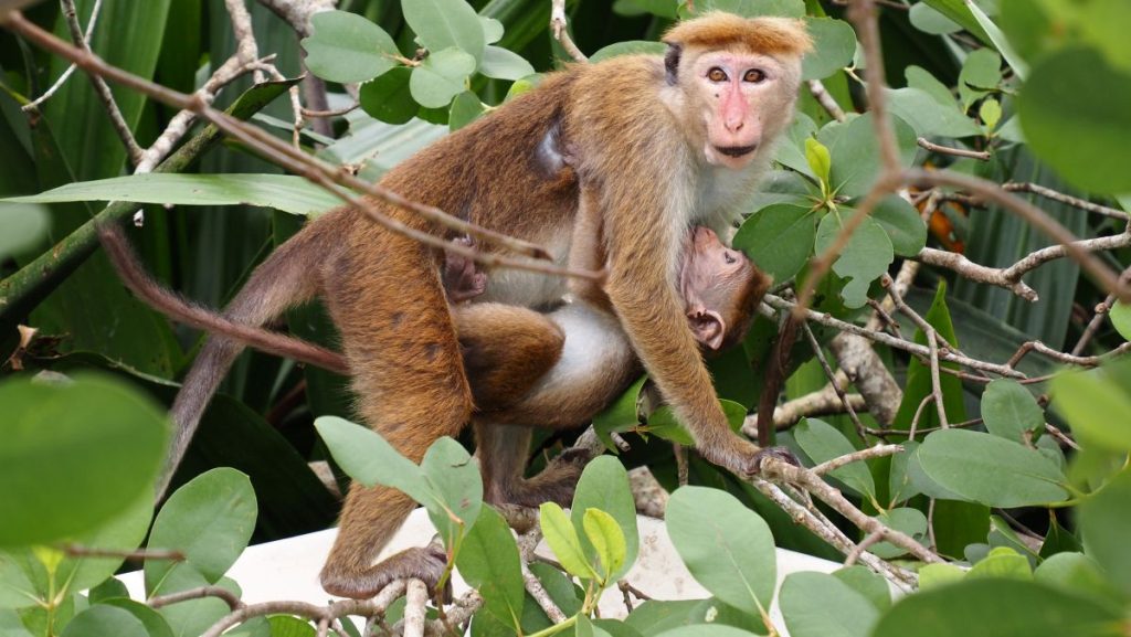 Singes au Sri Lanka
