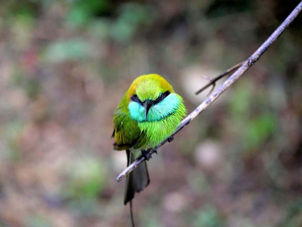 Les oiseaux au Sri Lanka