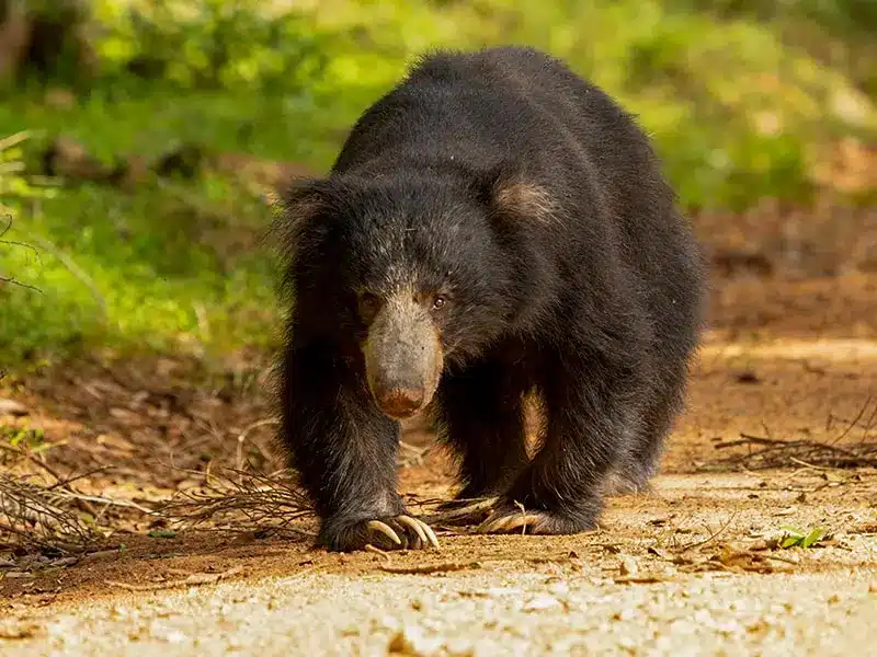 Ours lippu au Sri Lanka