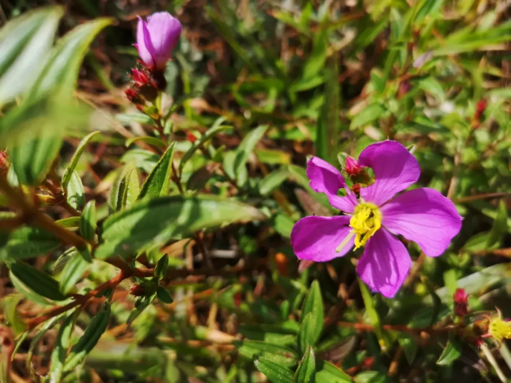 La nature au Sri Lanka