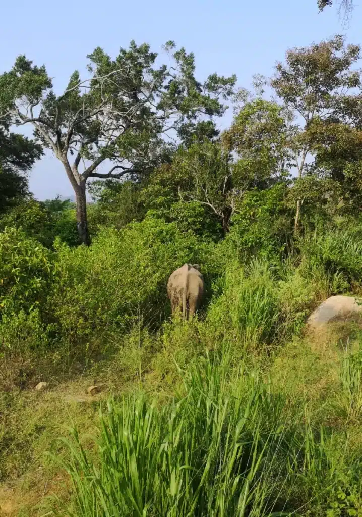 Quelques éléphants à Hurulu