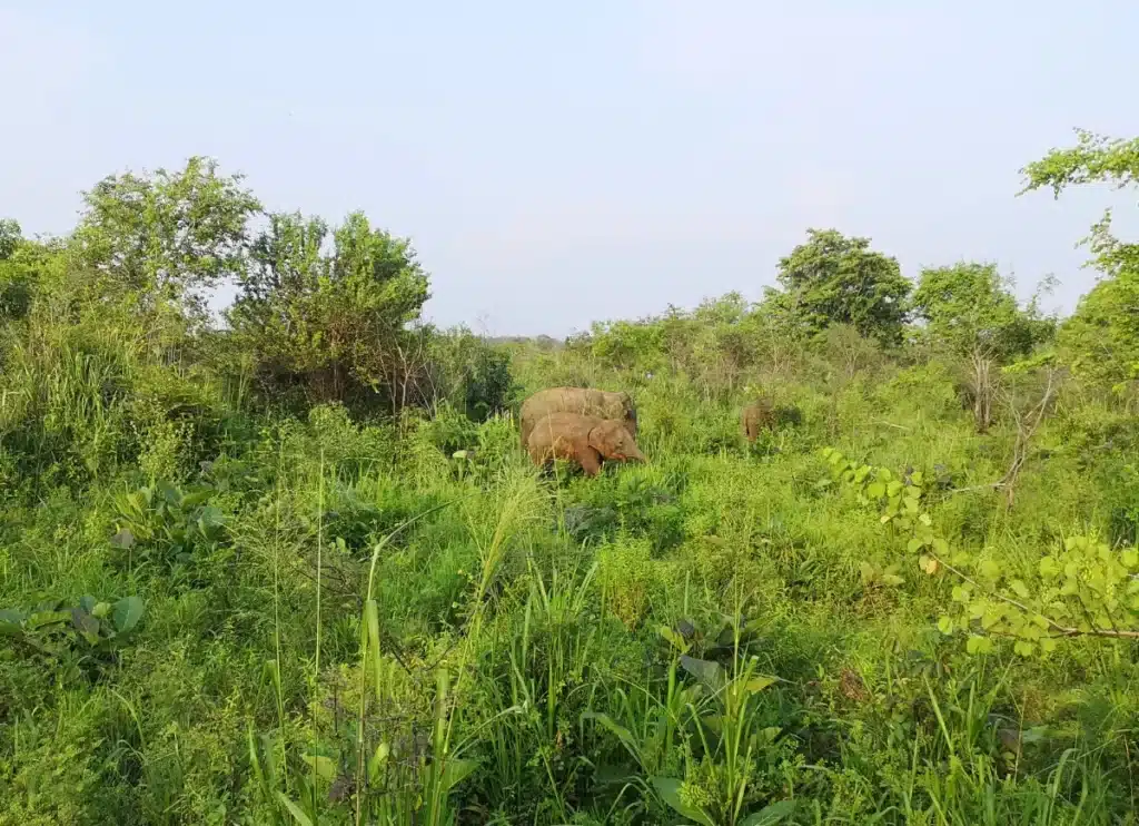 Les éléphants cachés par les hautes herbes