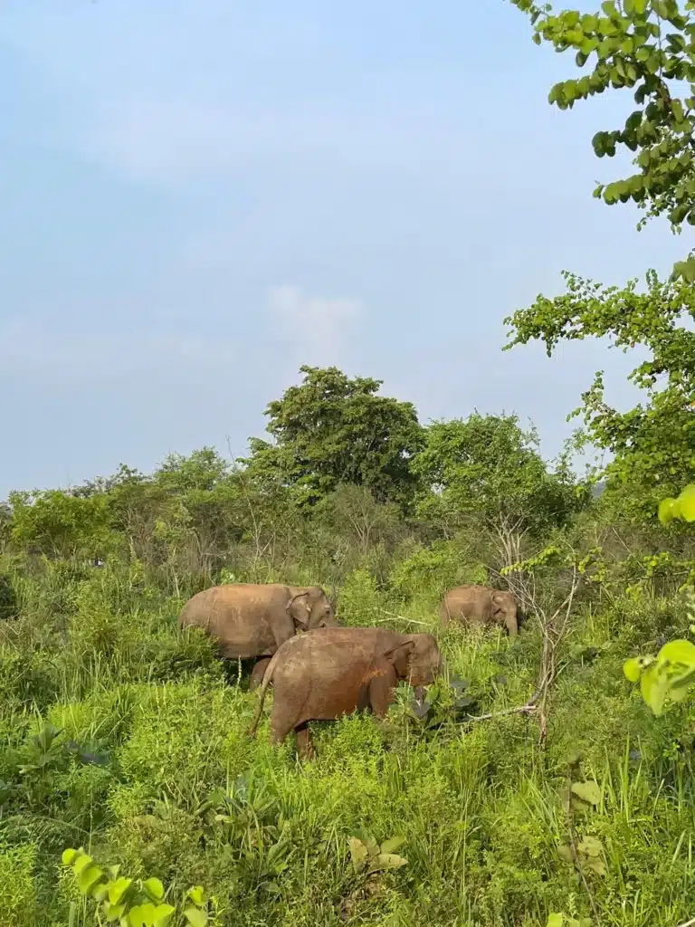 Des éléphants aperçus lors du safari Hurulu Eco Park au Sri Lanka