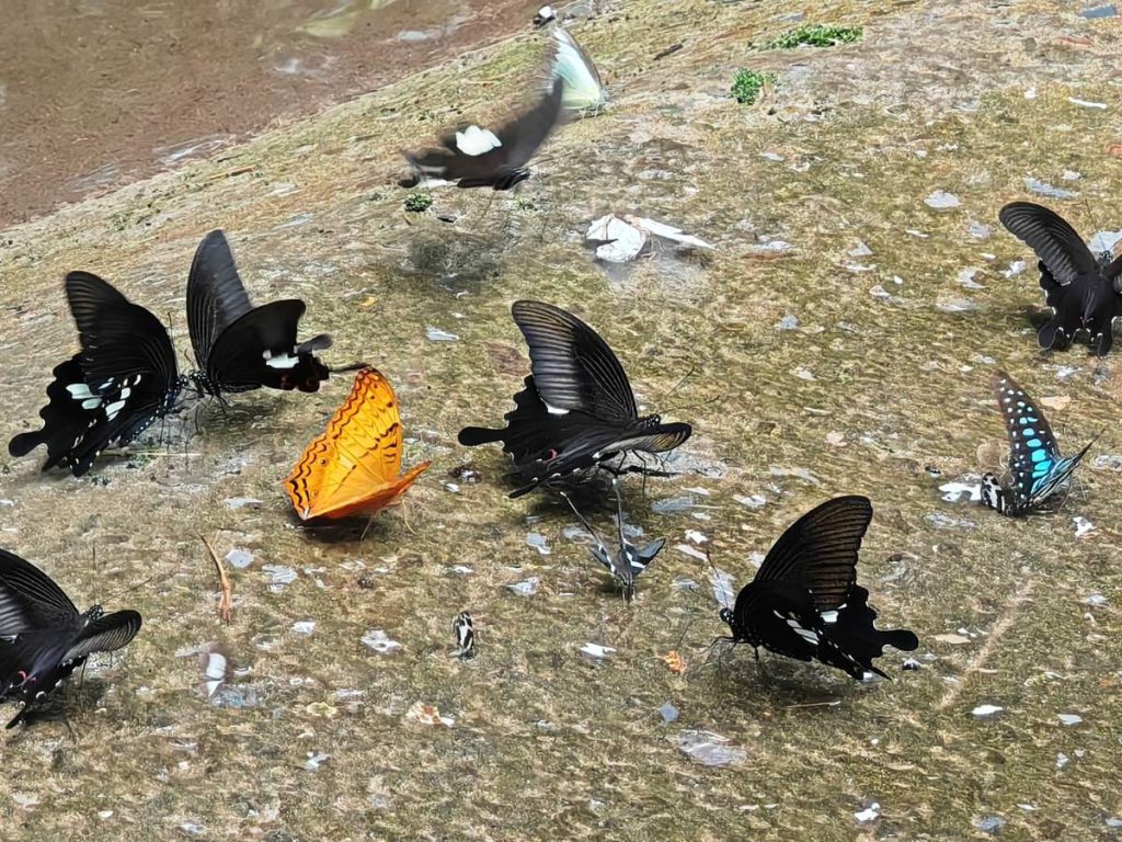 Le parc aux papillons dans les alentours de Luang Prabang